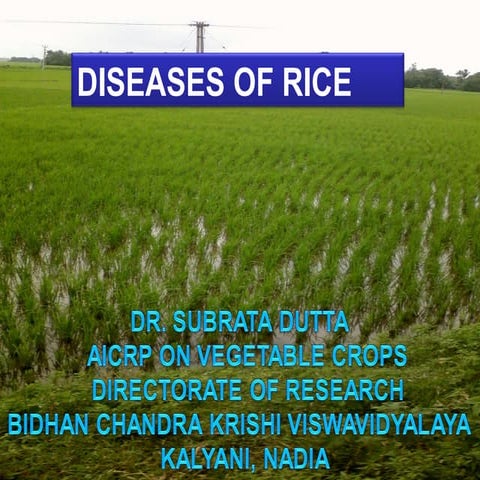 Rice diseases hpm