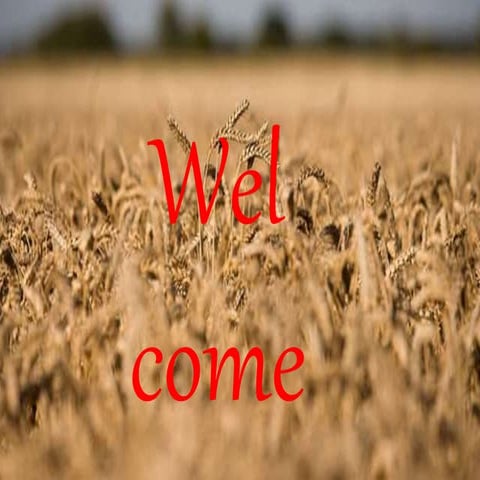 Rice based cropping system