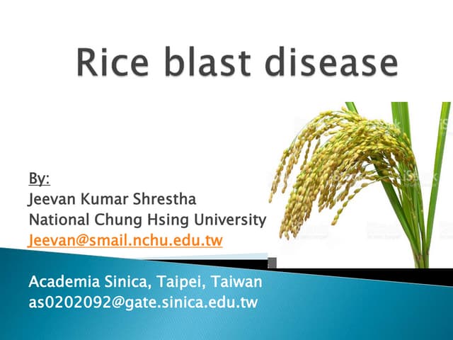 Blast of rice | PPT