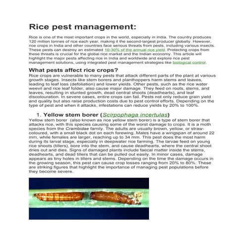 Rice Crop Major insects. That Hampers Rice Crop and down the Rice ...