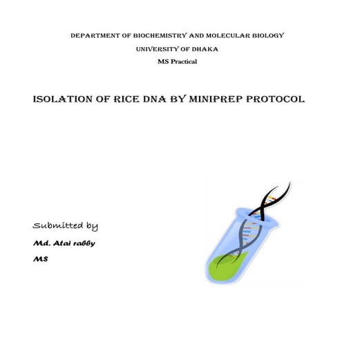 Rice dna extraction miniprep protocol