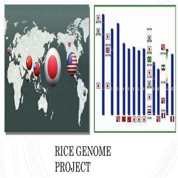Rice Genome  Project a complete saga .(1).pptx