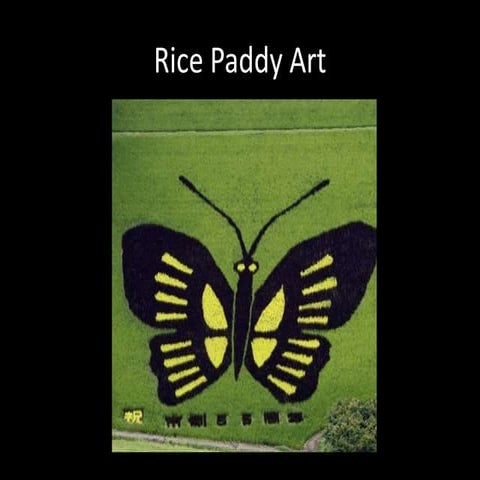 Rice Paddy Art | PPTX
