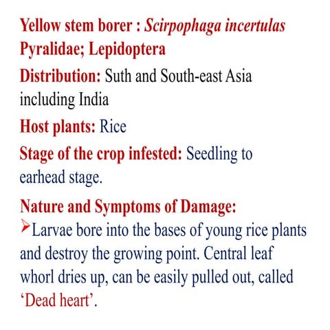Insect pest of Rice and their management