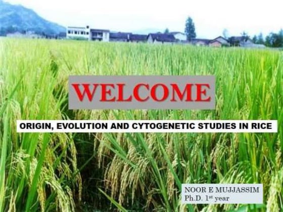 Rice Field Crop | PPT