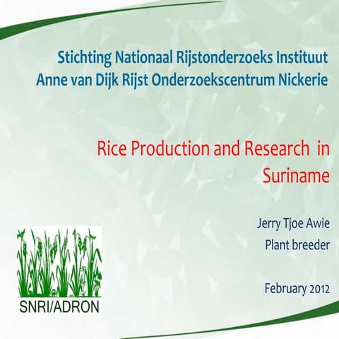 Rice production and research in Suriname