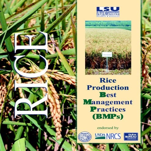 Rice production best management practices