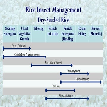 Rice Production Lecture in USA with basic of Rice | PPTX