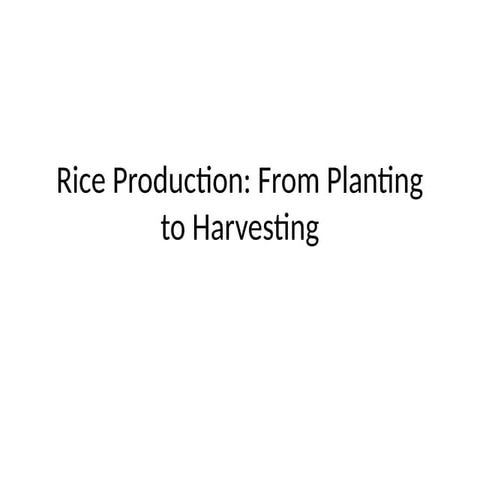 The Process Of Rice Farming | Step By Step | Slideshares | PPTX