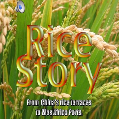 Rice story