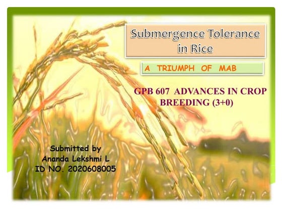 Submergence rice | PDF
