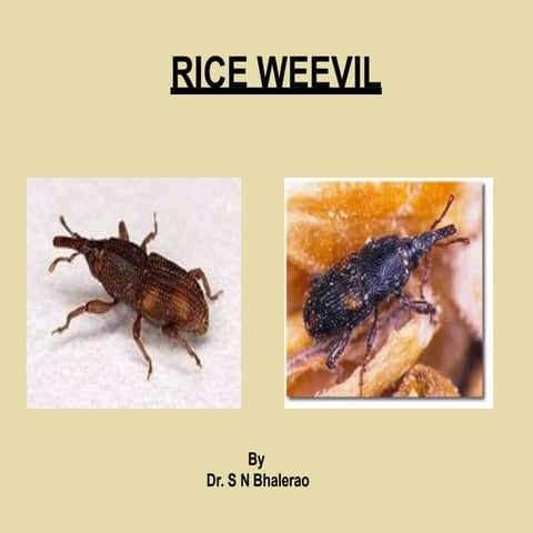 Rice weevil | PDF