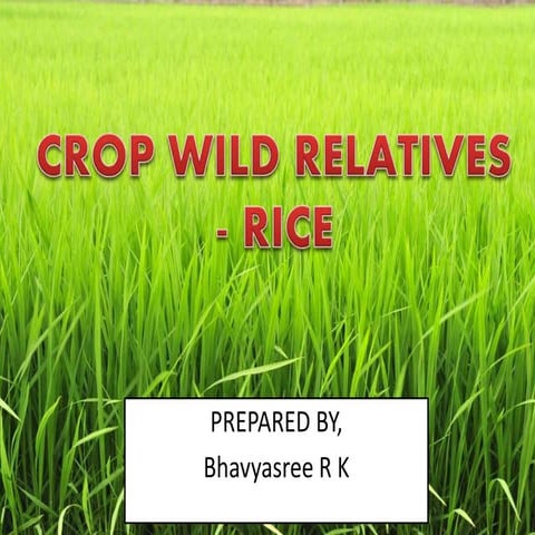 Rice wild species