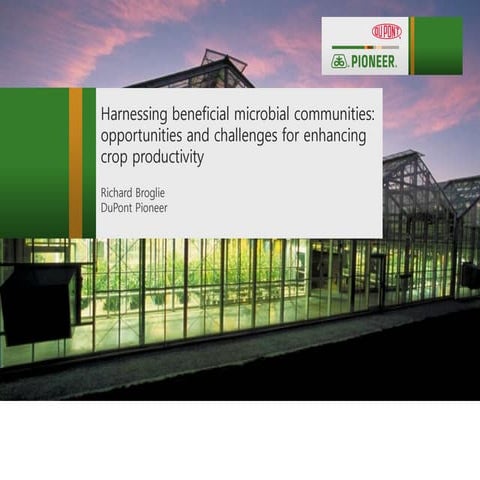 Harnessing Beneficial Microbial Communities: Opportunities And Challenges For Enhancing Crop Productivity