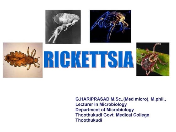 Rickettsia | PPT