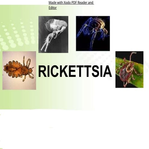 Rickettsia | PPT
