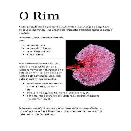 Sistema Urinário - O Rim | PDF