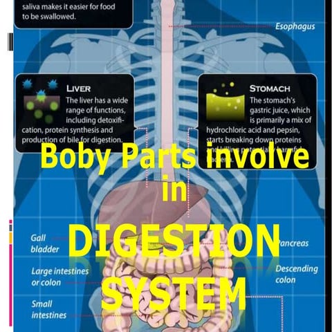 Digestive system