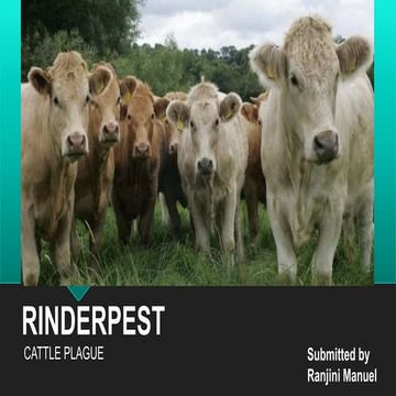 Rinderpest or cattle plague