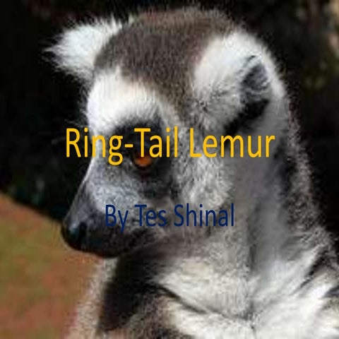 Ring Tail Lemur
