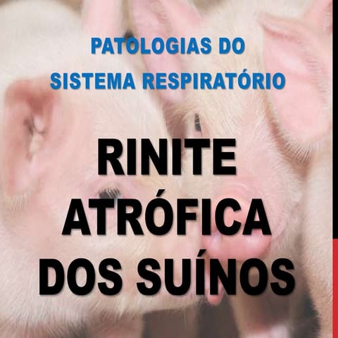 Rinite Atrófica dos Suínos | PPTX