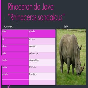 Rinoceron de java