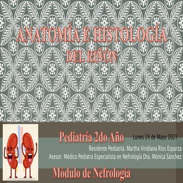 RIÑON ANATOMIA.pptx