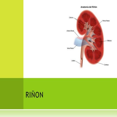 RIÑON CARACTERISTICAS Y FUNCIONES PRINCIPALES | PPTX