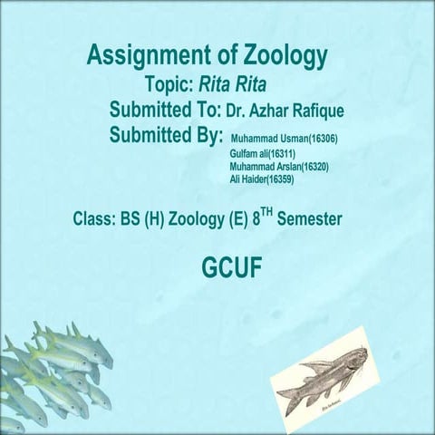 Rita rita assignment | PDF