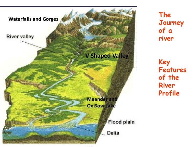 Written in bone worksheet answer key picture