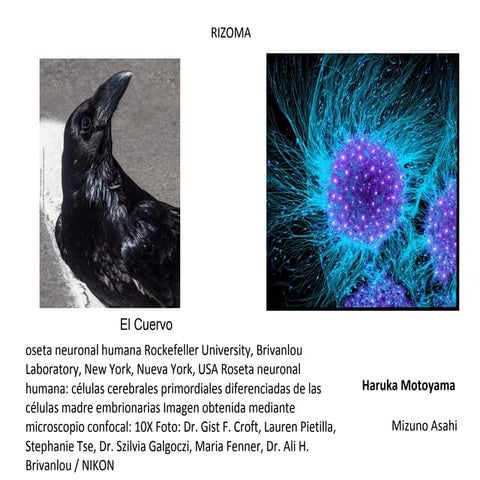Rizoma | PPTX