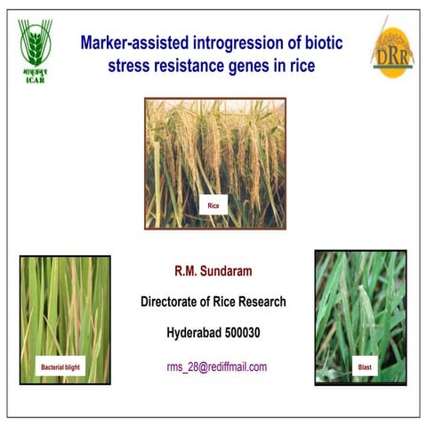 Marker assisted breeding of biotic stress resistance in Rice 