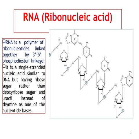 Secondary and tertiary structure of RNA | PPTX
