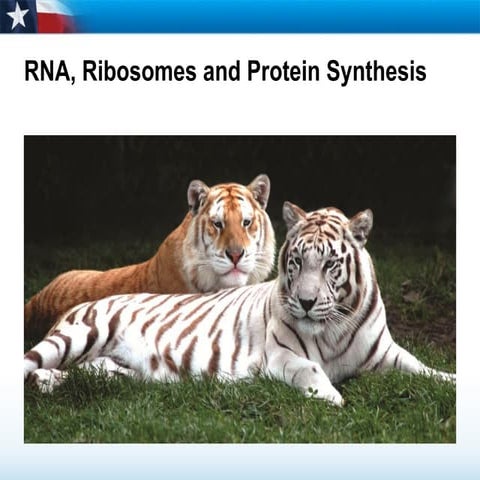 Rna protein-synthesis