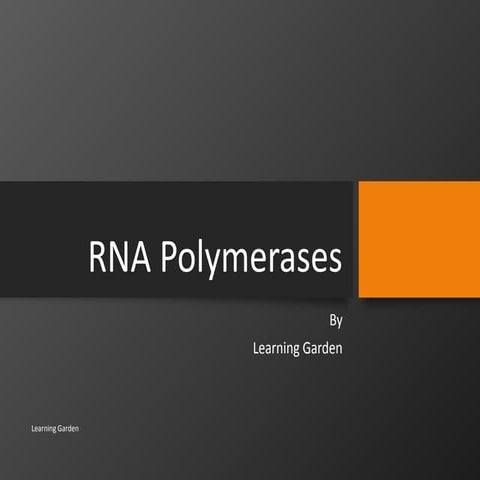 RNA Polymerase Slides