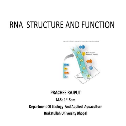 Rna structure and function