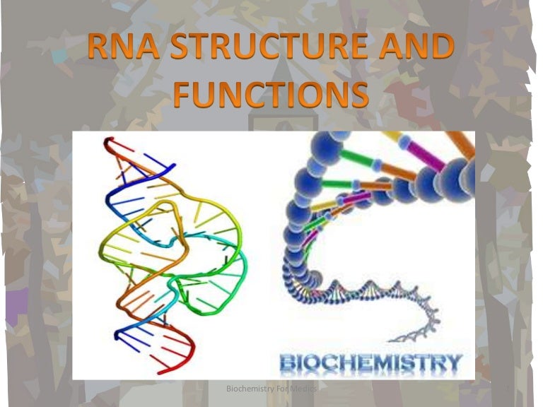 Structure And Function Of Rna _ Chemical RNA Structure – OWAY