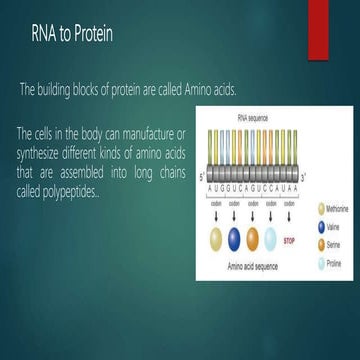 RNA to protein 