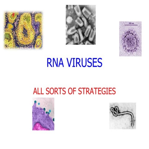 rna-viruses-ppt