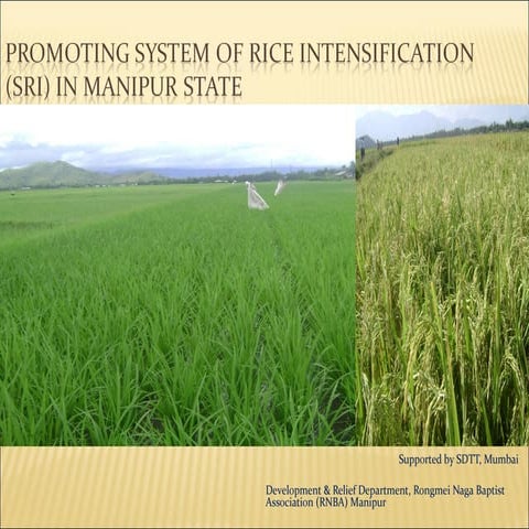 System of rice intensification in manipur, india | PPT