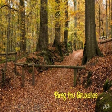 Rừng thu Bruxelles - Phước