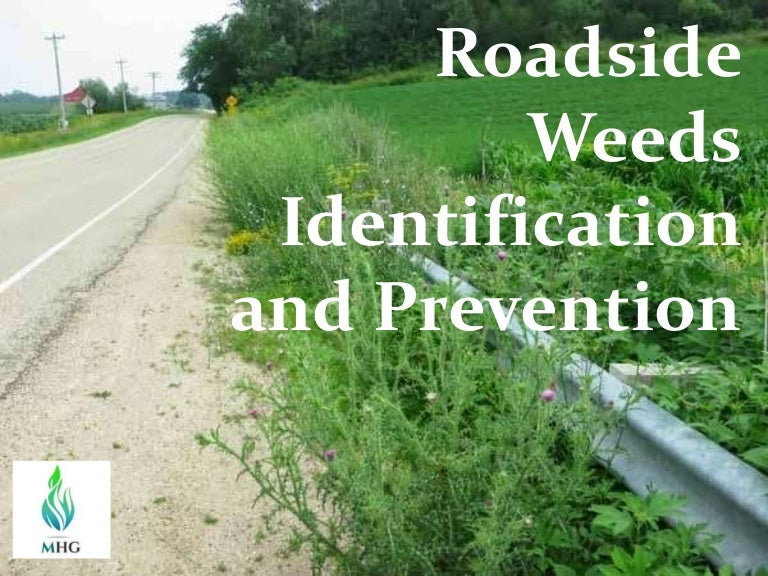 Roadside Weeds Identification and Prevention