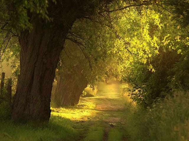 @Roads in the forest