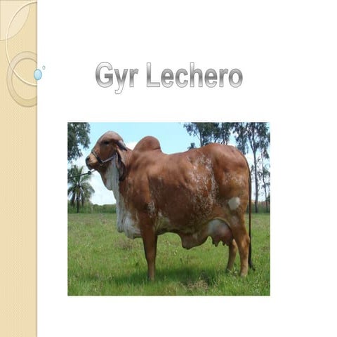 Raza bovina gyr | PPTX