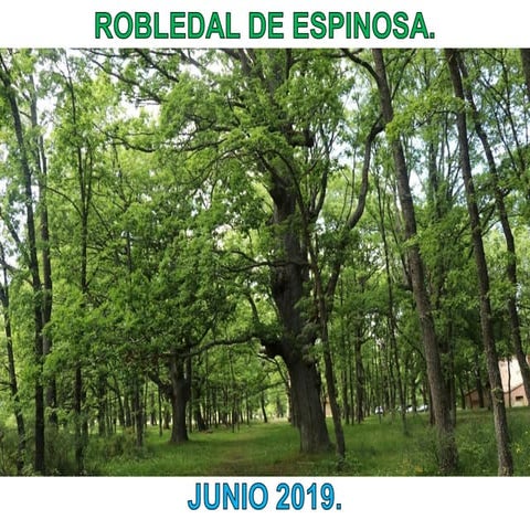 Robledal de espinosa ala