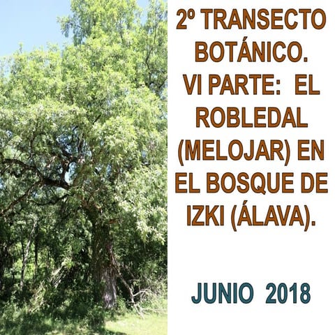 Robledal de melojo. izki ala