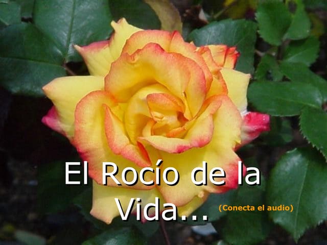 Roc O De Vida