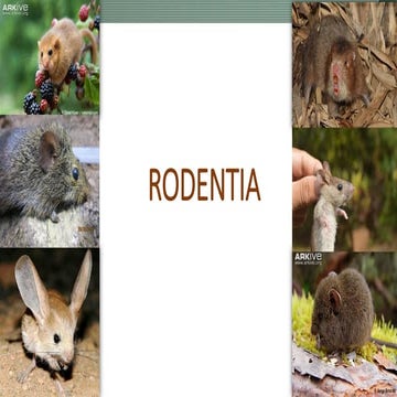 Order - Rodentia, wildlife 