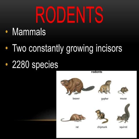 Rodents by nava