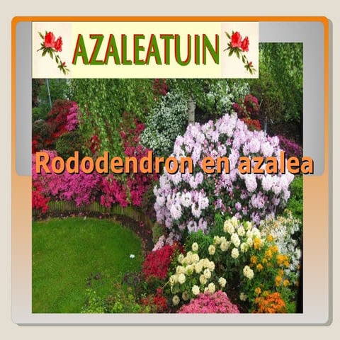 Rododendron en azalea | PPT